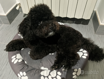 Barboncino toy per accoppiamento