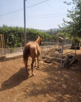 Cavalla araba