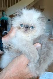 Gattina Persiana BLUE POINT 
