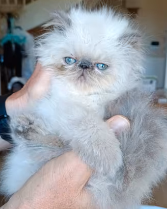 Gattina Persiana BLUE POINT 