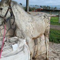 Puledra appalosa