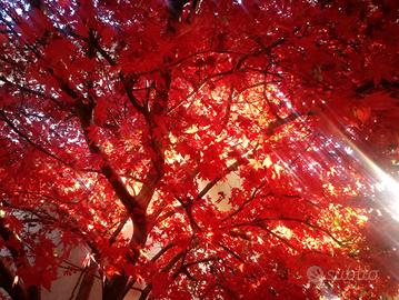 Sognando la mia casa\casale nella natura