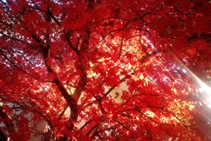 Sognando la mia casa\casale nella natura