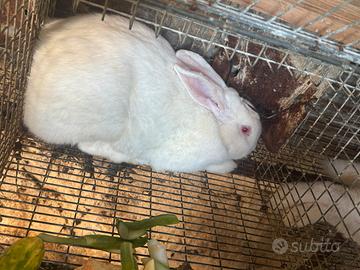 Coppia conigli Nuova Zelanda con cuccioli