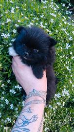 Volpino di Pomerania toy ,spitz