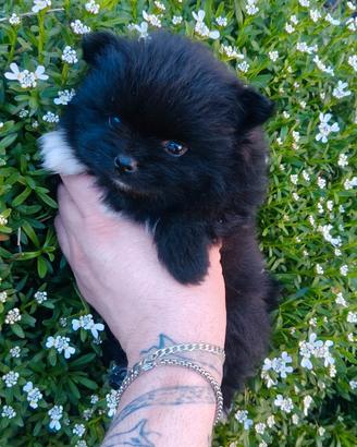 Volpino di Pomerania toy ,spitz