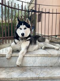 Husky Femmina Per Accoppiamento