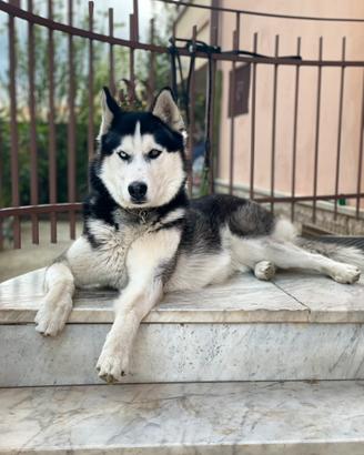 Husky Femmina Per Accoppiamento