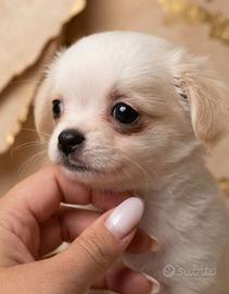 Chihuahua maschietto