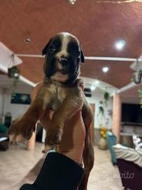 Cuccioli di boxer