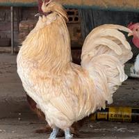 Animali da pollaio, voliera giardino