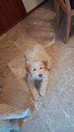 Cuccioli lagotto