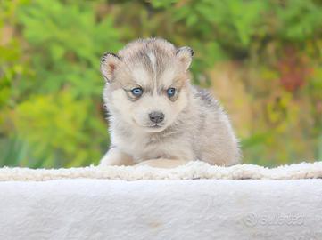Cucciola di Husky