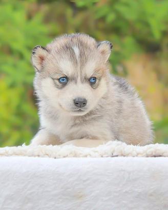 Cucciola di Husky