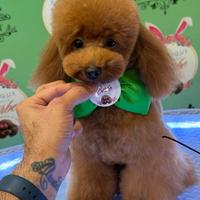 Monta barboncino minitoy