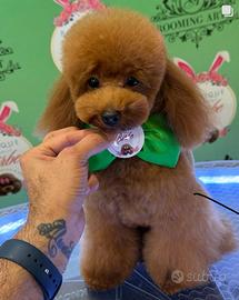 Monta barboncino minitoy