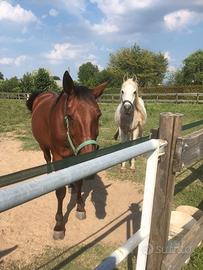 Cavallo da carrozza e Purosangue Arabo