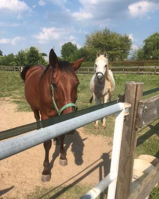 Cavallo da carrozza e Purosangue Arabo
