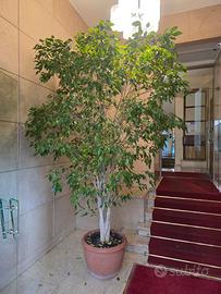 FICUS BENJAMIN 