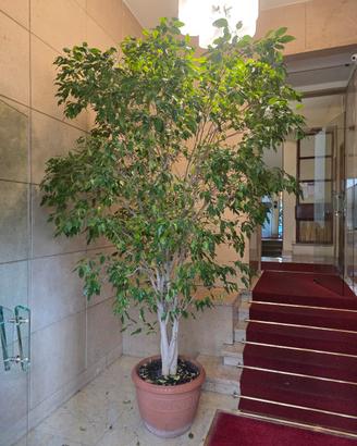 FICUS BENJAMIN 
