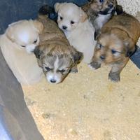 Chihuahua x Yorkshire