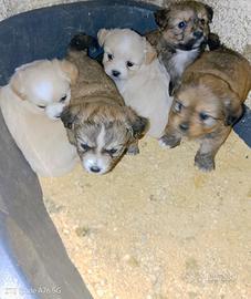 Chihuahua x Yorkshire