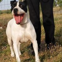 Brigitta, una vita in canile