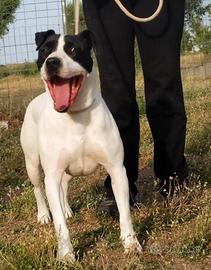 Brigitta, una vita in canile