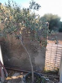 piante di ulivo 