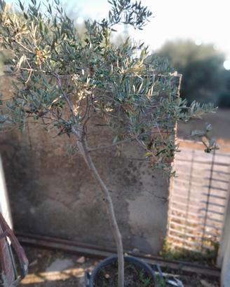 piante di ulivo 