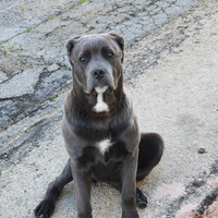 Cane corso femmina