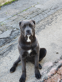 Cane corso femmina