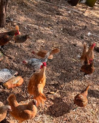 Galline