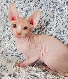 Ultimo maschietto pura razza canadian sphynx