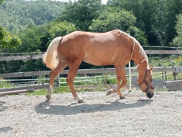 Cavalla quarter horse