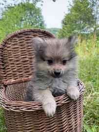 Cuccioli di volpino