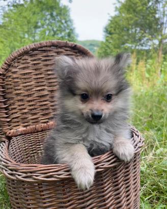 Cuccioli di volpino