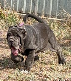 Mastino napoletano dai 2 ai 3 mesi