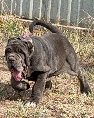 Mastino napoletano dai 2 ai 3 mesi