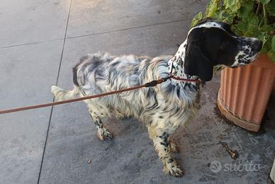 Setter