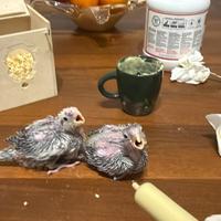 Calopsiti Allevate a mano