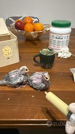 Calopsiti Allevate a mano