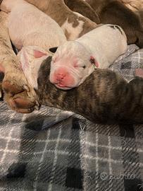 Cuccioli bulldog americano