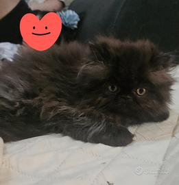 Gatto persiano maschietto