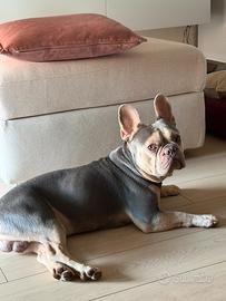 Bulldog francese per monta