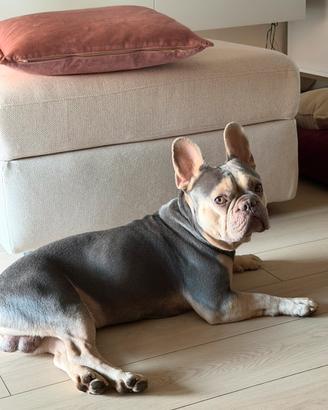 Bulldog francese per monta