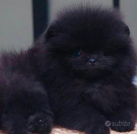 Spitz toy di Pomerania