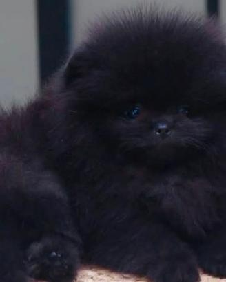 Spitz toy di Pomerania