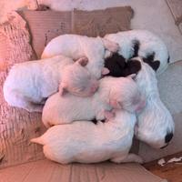 Cuccioli di Lagotto Romagnolo