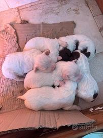 Cuccioli di Lagotto Romagnolo